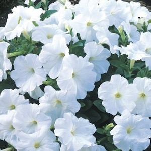 Trilogy White Trailing Petunia