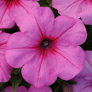 Easy Wave ® Pink Passion Trailing Petunia