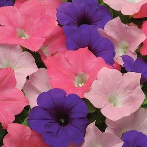 Easy Wave ® Beachcomber Mix Trailing Petunia