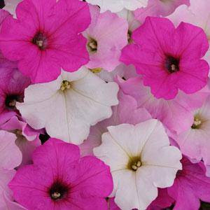 Easy Wave ® Sweet Tart Mix Trailing Petunia