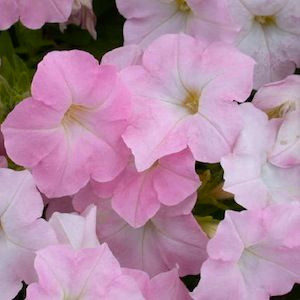 Easy Wave ® Shell Pink Trailing Petunia