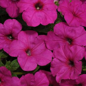 Easy Wave ® Neon Rose Trailing Petunia
