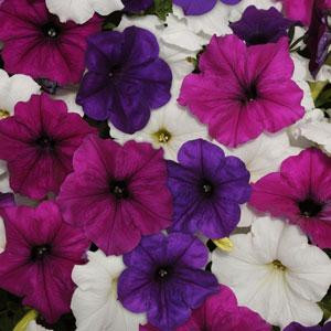 Easy Wave ® Great Lakes Mix Trailing Petunia
