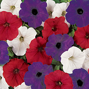 Easy Wave ® The Flag Mix Trailing Petunia