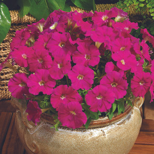 Picobella™Carmine Petunia