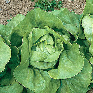 Organic Lettuce Seeds, Butterhead Nancy