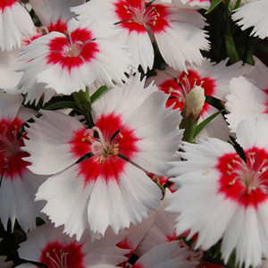 Dianthus Diana Red Centered White