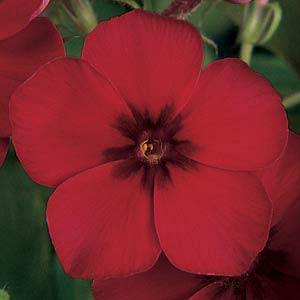 Crimson Phlox
