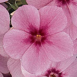 21st Century Rose Star Phlox