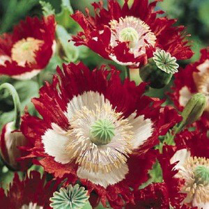 Danish Flag -Breadseed Poppy