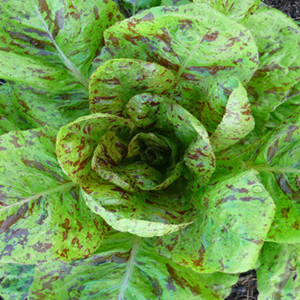 Organic Lettuce Seeds, Flashy Trout Romaine