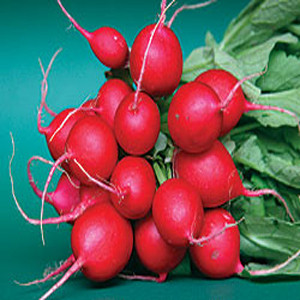 Champion Radish