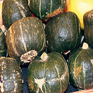 Organic Winter Squash Seeds, Buttercup (Burgess Strain)