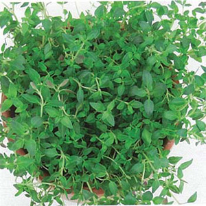 Organic Thyme Herb German Winter