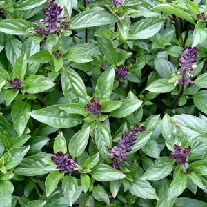 HERB BASIL CINNAMON