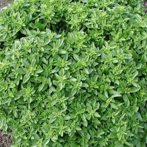 HERB BASIL DWARF GREEK