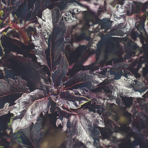 HERB BASIL PURPLE RUFFLES