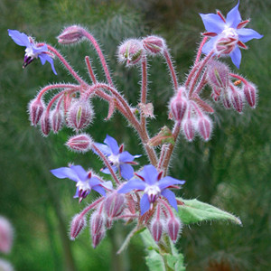 HERB BORAGE