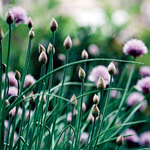 HERB CHIVES ONION