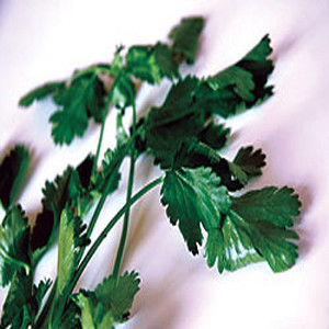 HERB CORIANDER CILANTRO