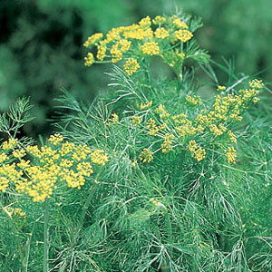 HERB DILL FERNLEAF