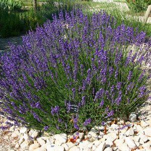 HERB LAVENDER ENGLISH