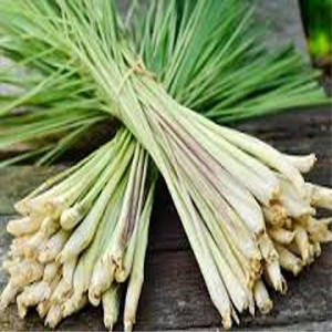HERB LEMON GRASS