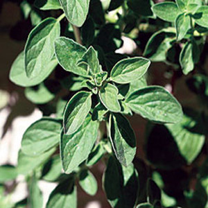 HERB OREGANO GREEK