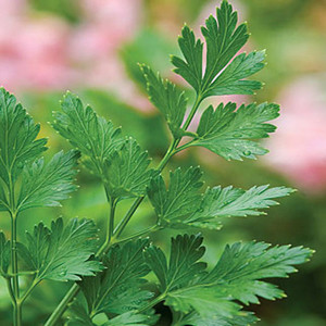 HERB PARSLEY PLAIN