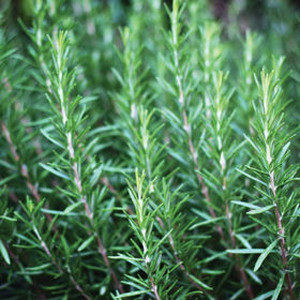 HERB ROSEMARY