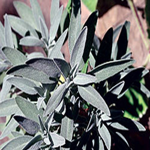 HERB SAGE