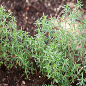 HERB SAVORY SUMMER