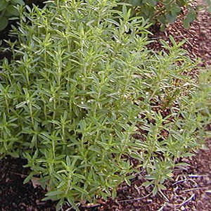 HERB SAVORY WINTER