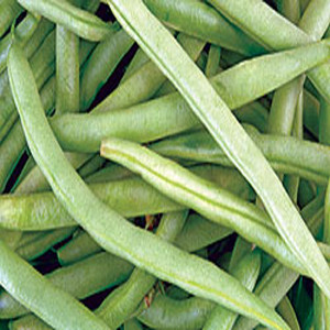BUSH GREEN BEANS KENTUCKY WONDER