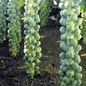 BRUSSEL SPROUT LONG ISLAND