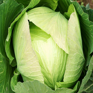 CABBAGE GOLDEN ACRE