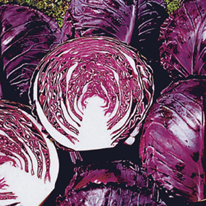 CABBAGE RUBY PERFECTION