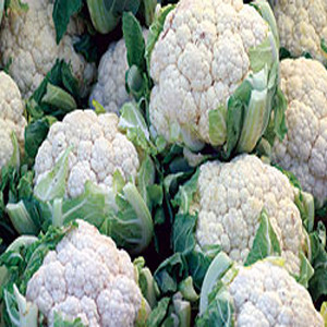 CAULIFLOWER SELF BLANCHE