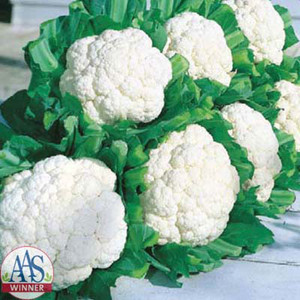 CAULIFLOWER SNOW CROWN