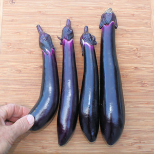 EGGPLANT JAPANESE MILLIONAIRE