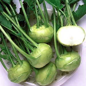 KOHLRABI GRAND DUKE