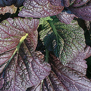 MUSTARD GREENS RED GIANT