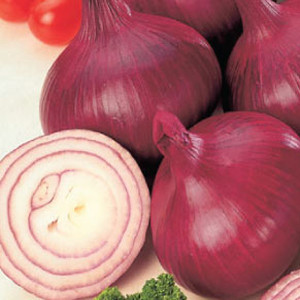 ONION RED BURGUNDY