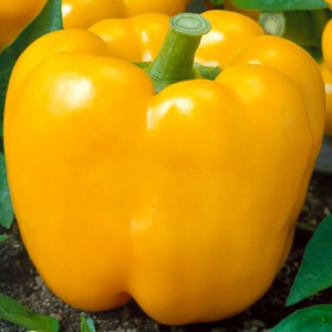 PEPPER GOLDEN CALIFORNIA WONDER