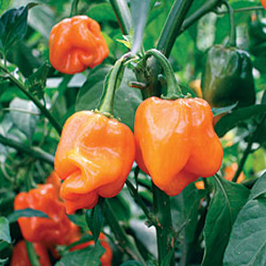 PEPPER HABANERO ORANGE