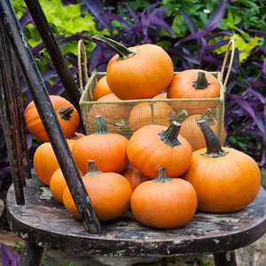 PUMPKIN WEE BE LITTLE