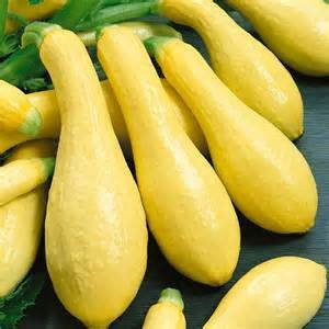 SQUASH PROLIFIC STRAIGHTNECK