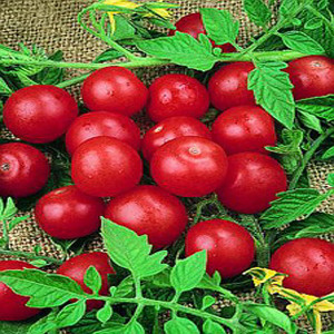 TOMATO CHERRY RED SMALL