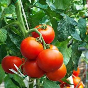 TOMATO RUTGERS