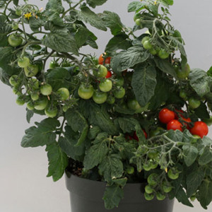 TOMATO SWEET N NEAT SCARLET